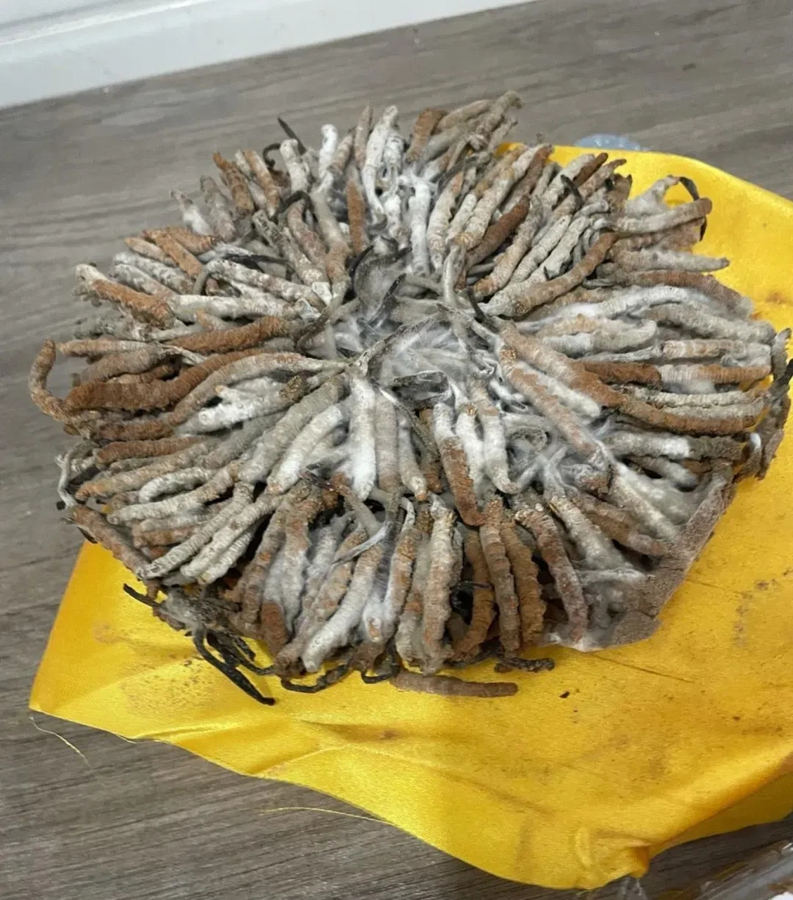 今天柜子里翻出来几年前朋友送的虫草,但是发霉还能要吗?