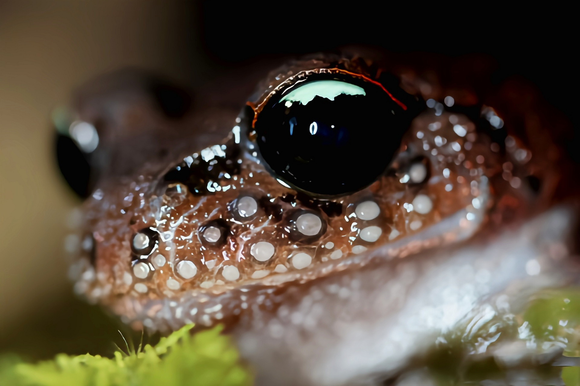 每天认识一种动物——哀牢髭蟾 哀牢髭蟾原产于亚洲东南部,是我国特有