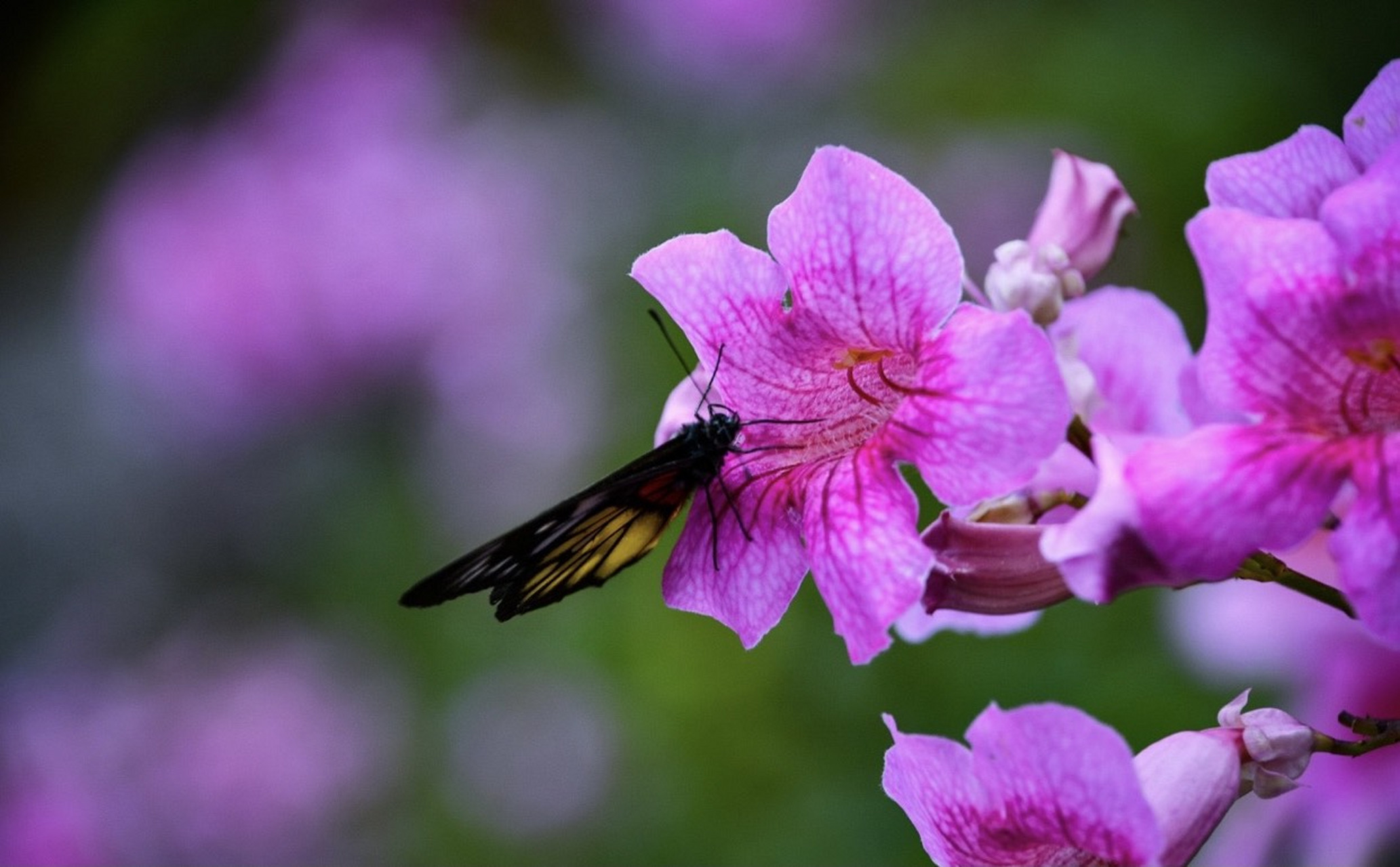 美丽的非洲凌霄花#花摄影#花