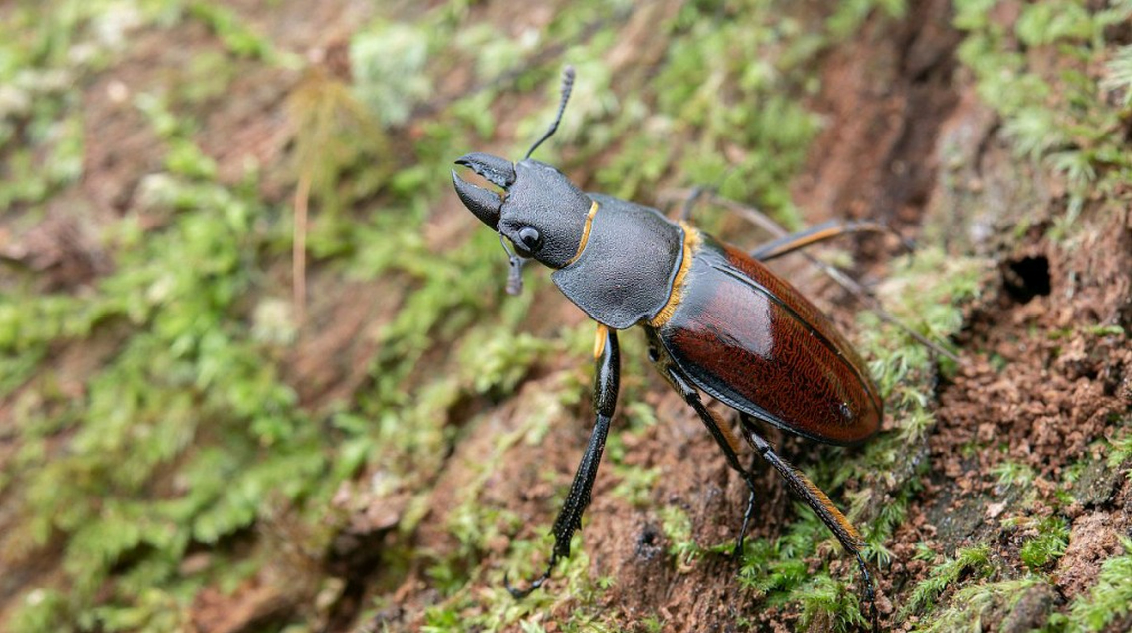 三十年前,在田里捉来叩头虫,放在手指上让它不停地叩头,看它会不会叩