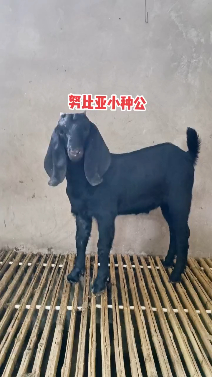努比亚种公羊最大可长300多斤