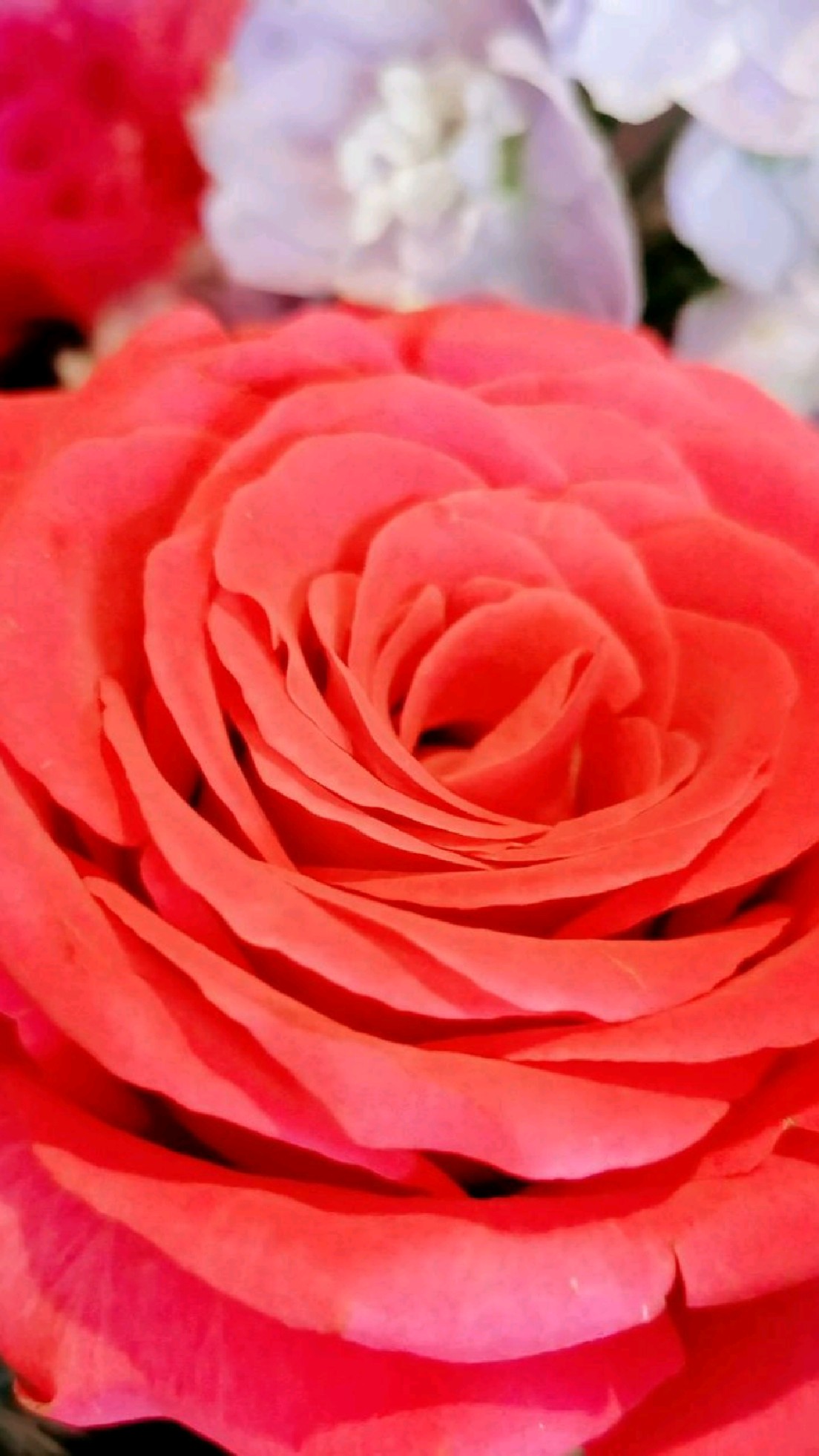 红色月季花花语纯洁的爱情在结婚纪念日送给心爱的人儿陪伴彼此奇奇怪