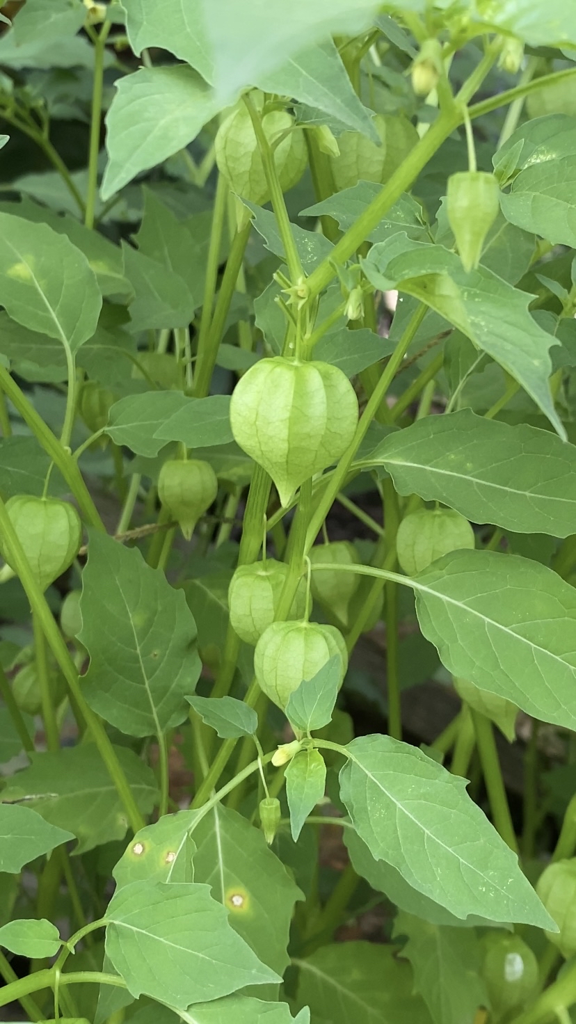 苦蘵也叫"灯笼草",它和"姑娘果"长得很像,但它们可是不同的植物哦!