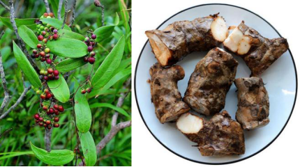 「趣说中药」茯苓:美容养颜,随心搭配,老少皆宜,omg!买它!