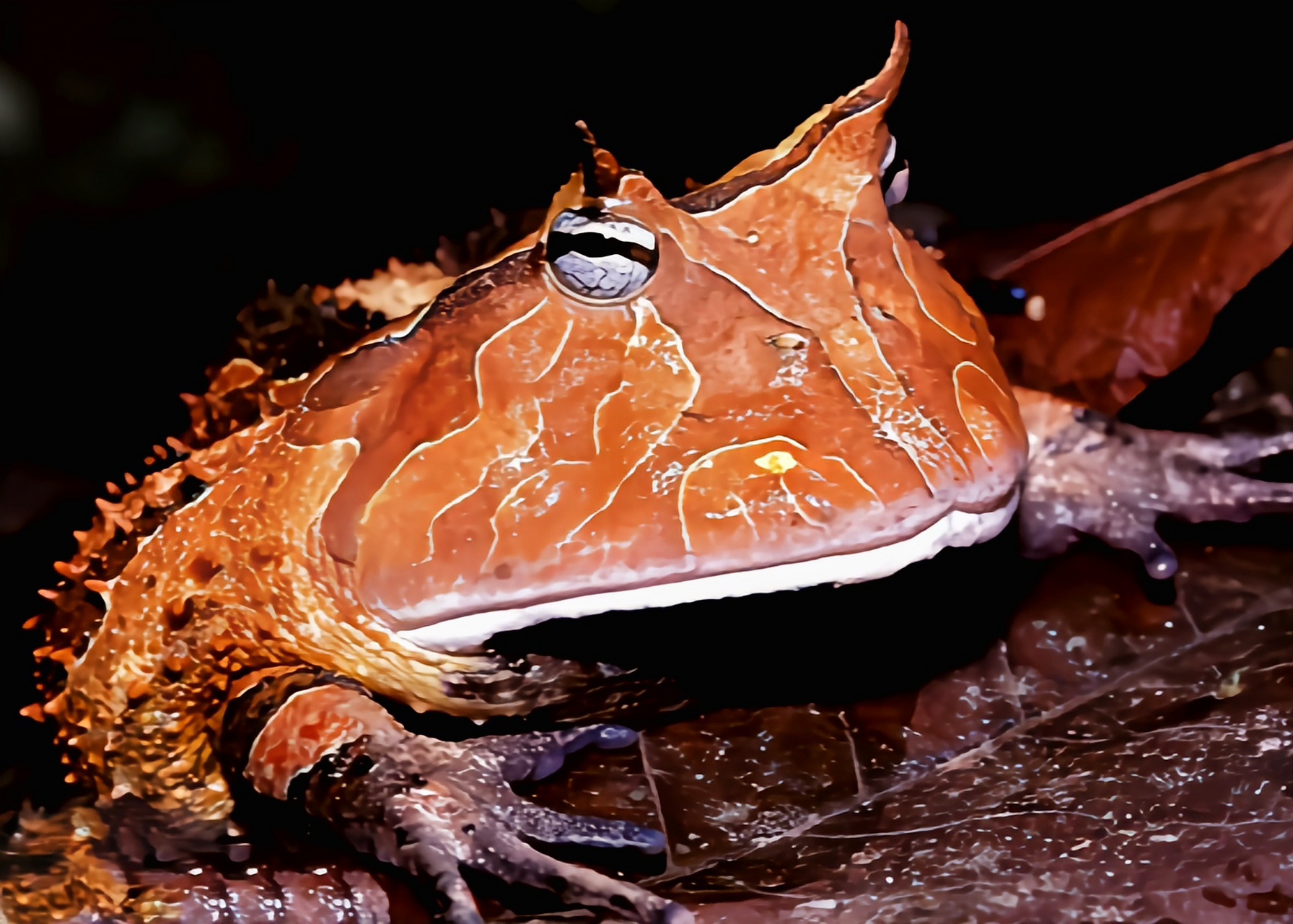 每天认识一种动物——亚马逊角蛙 亚马逊角蛙别名霸王角蛙,苏里南角蛙