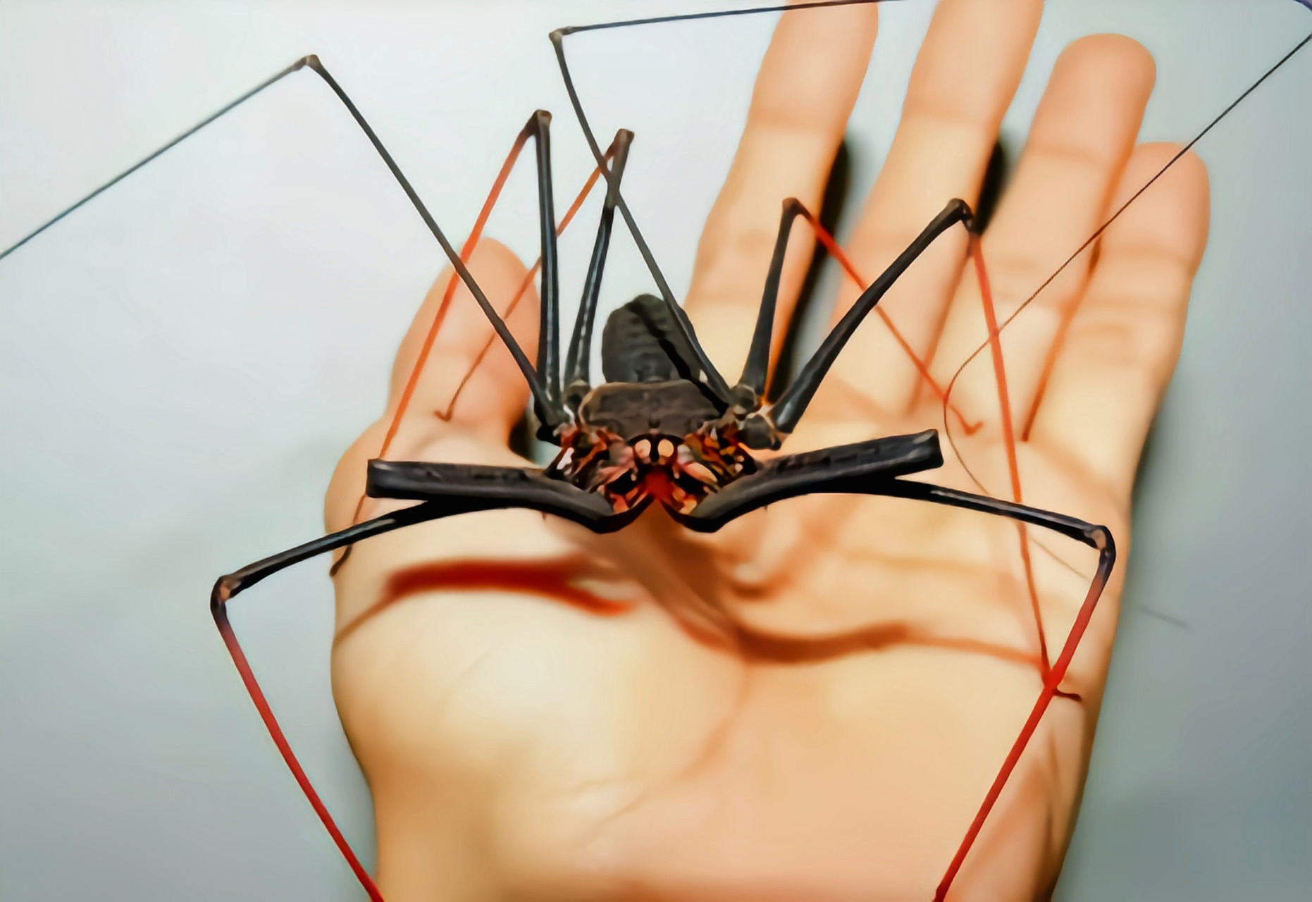 每天认识一种动物——非洲魔王鞭蛛 非洲魔王鞭蛛,是无尾蝎目,鞭蛛科