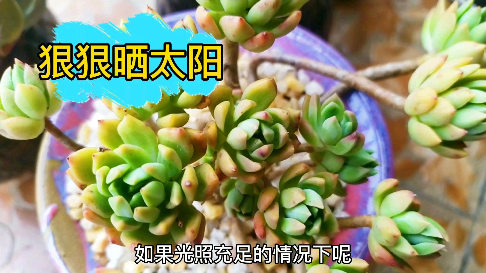 马库斯多肉小老桩,想把它养出迷人果冻色?给它狠狠晒太阳