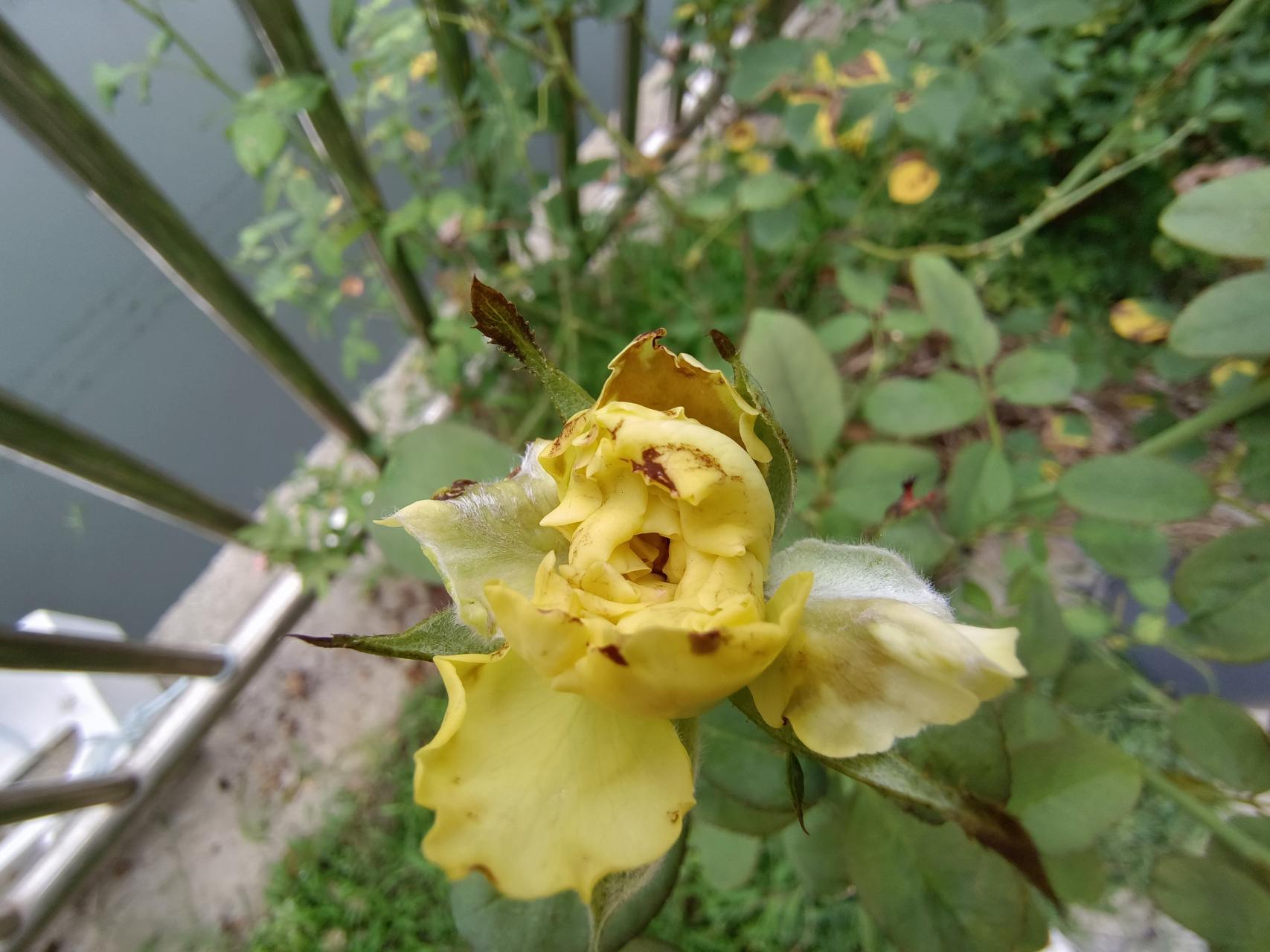 月季也不知道得了什么病,花苞发黑了