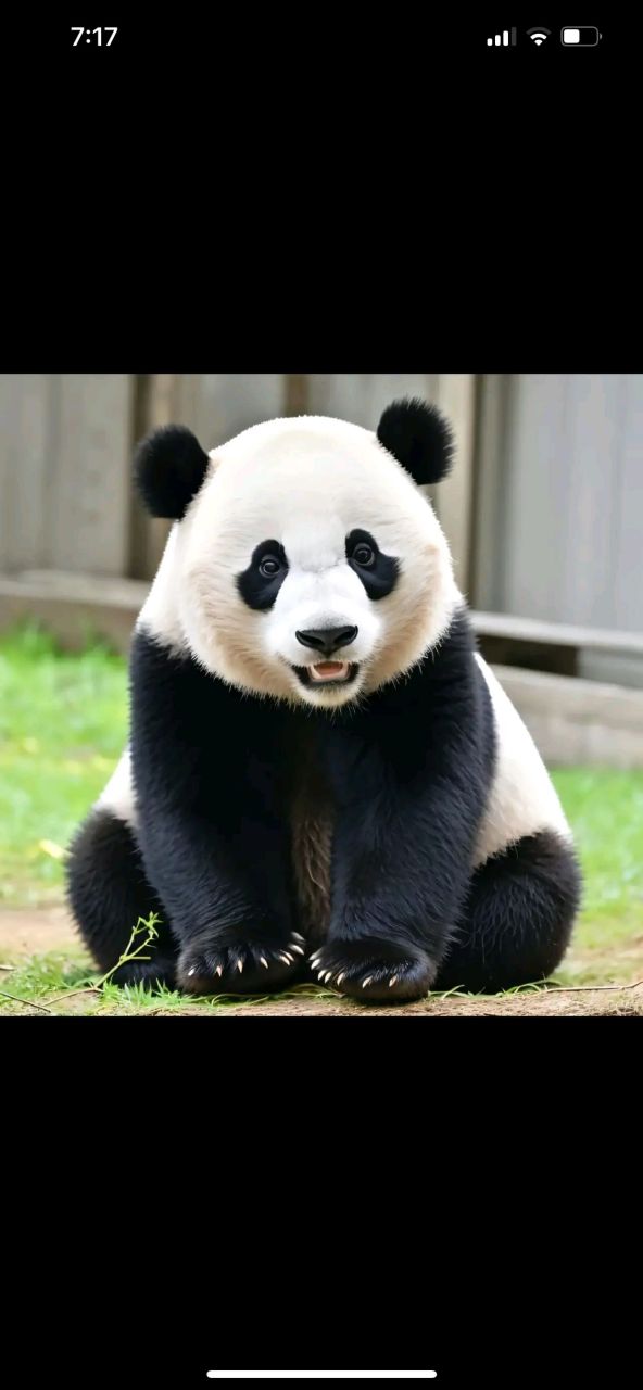 国宝代表一个国家的尊严#旅美大熊猫美香添添小  奇迹# #守护美香一家