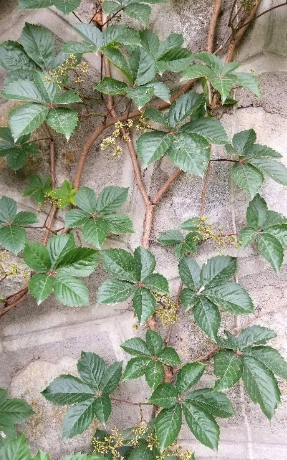 五叶爬山虎养护全攻略,让你轻松成为植物专家!