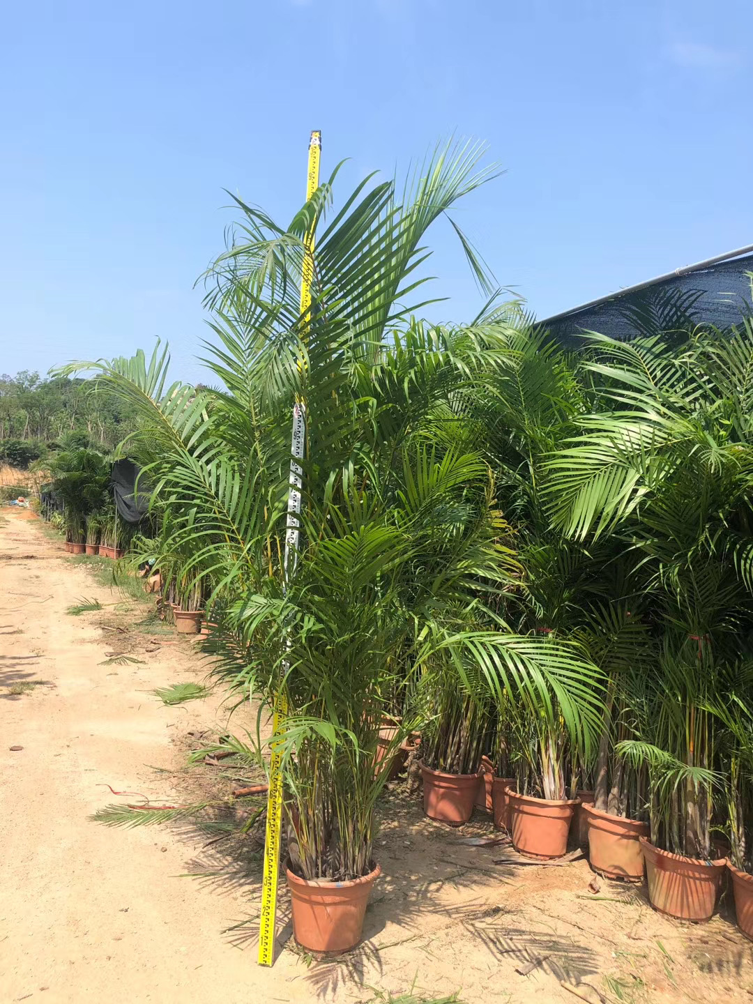 鱼尾葵养护指南:打造繁花似锦的盆栽,养得好就靠它!