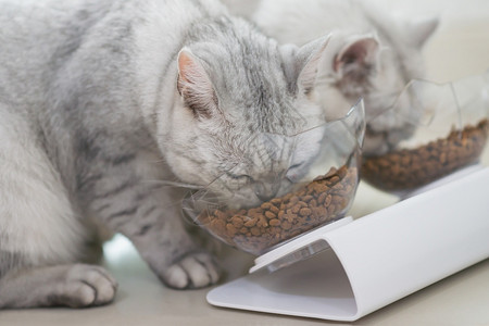 猫粮哪个牌子质量好性价比高,揭秘高性价比猫粮品牌!