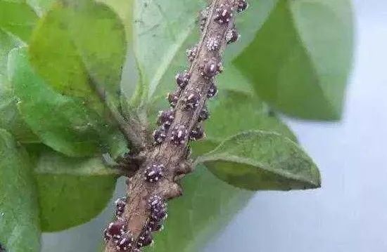 病虫害防治 花椒春季打什么药?