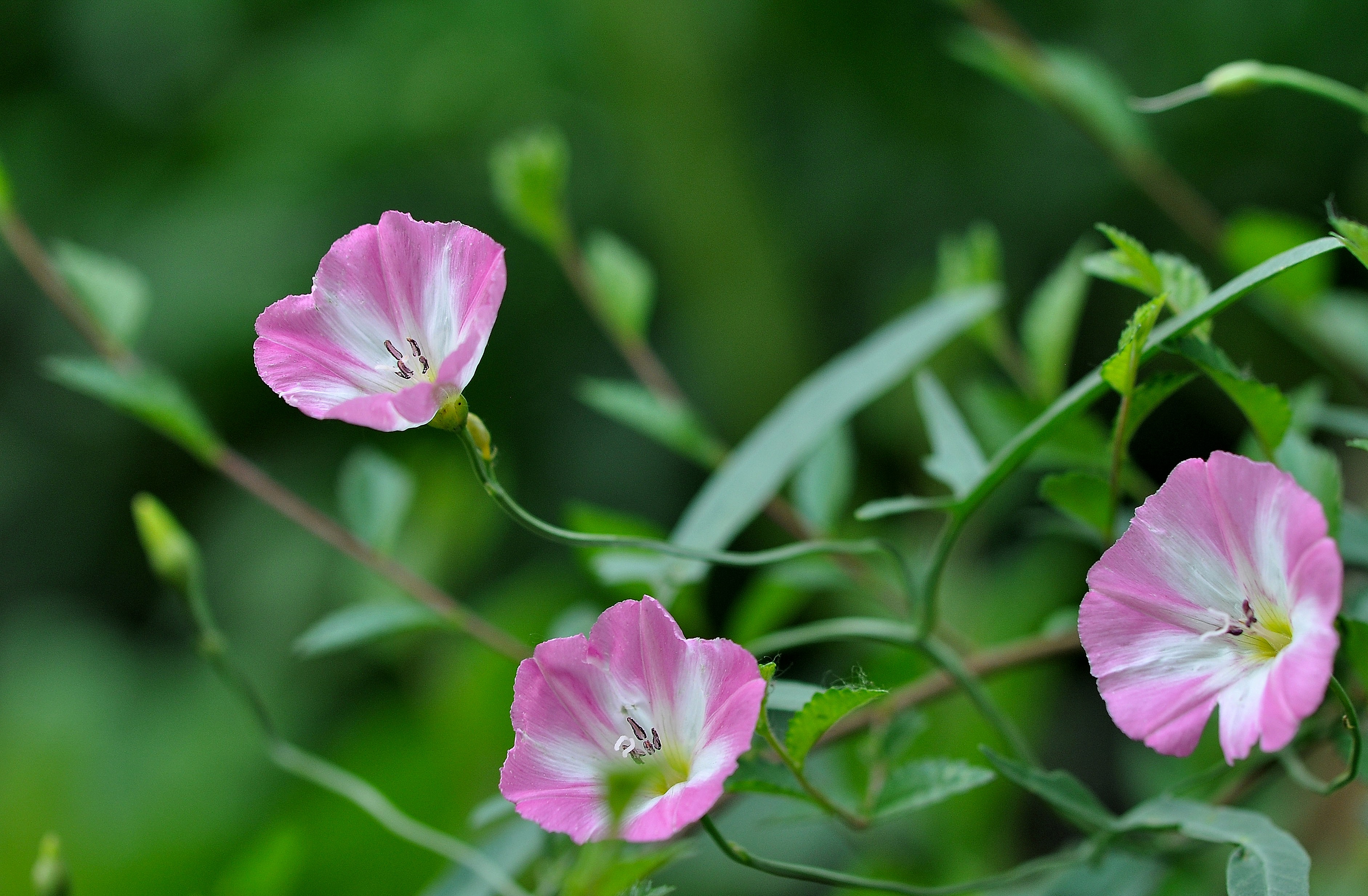 牵牛花种类图片