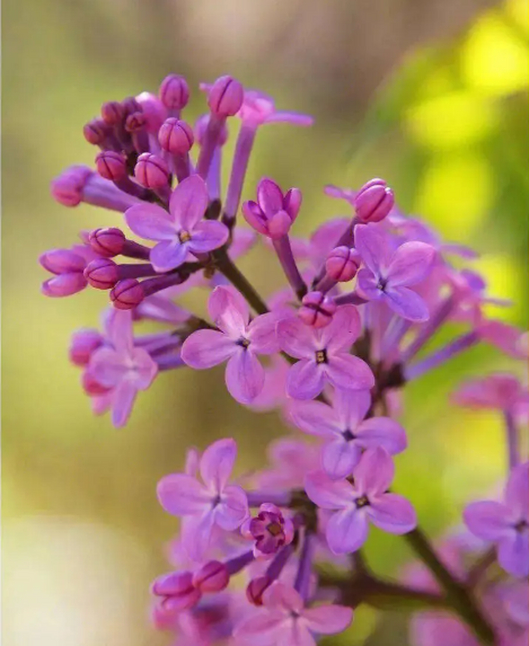 紫丁香花语是爱恋与祝福,寓意温柔,婉约与浪漫.