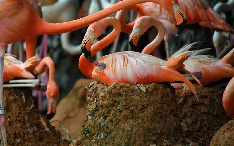 地球脉动第三季:深度还原自然之美