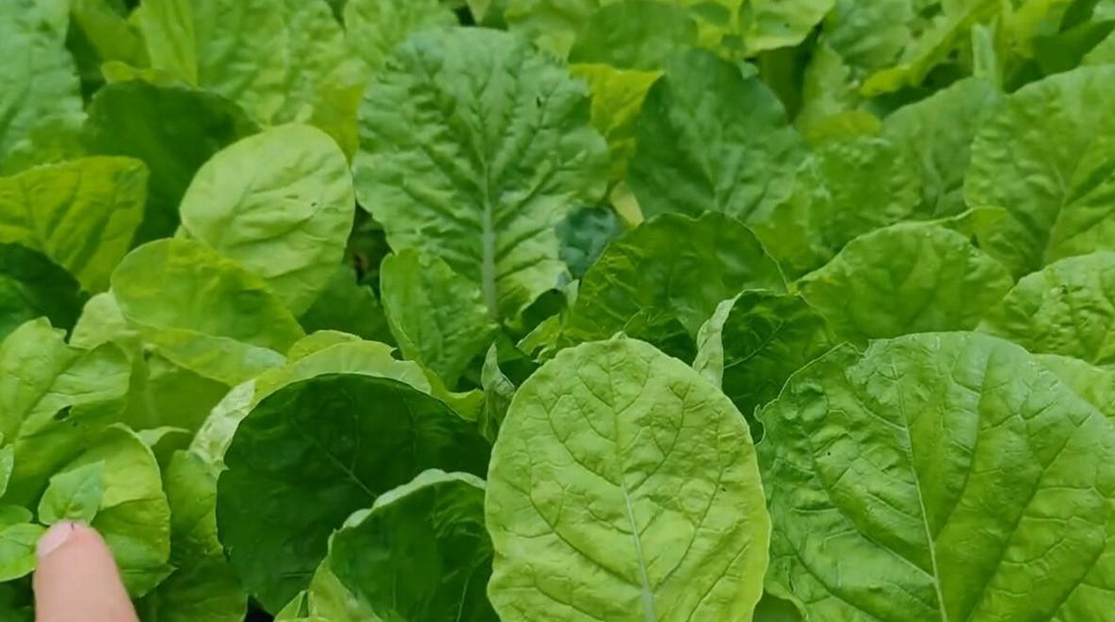 种植蔬菜时,喷施白醋,尿素和磷酸二氢钾的混合液可以预防害虫,提高