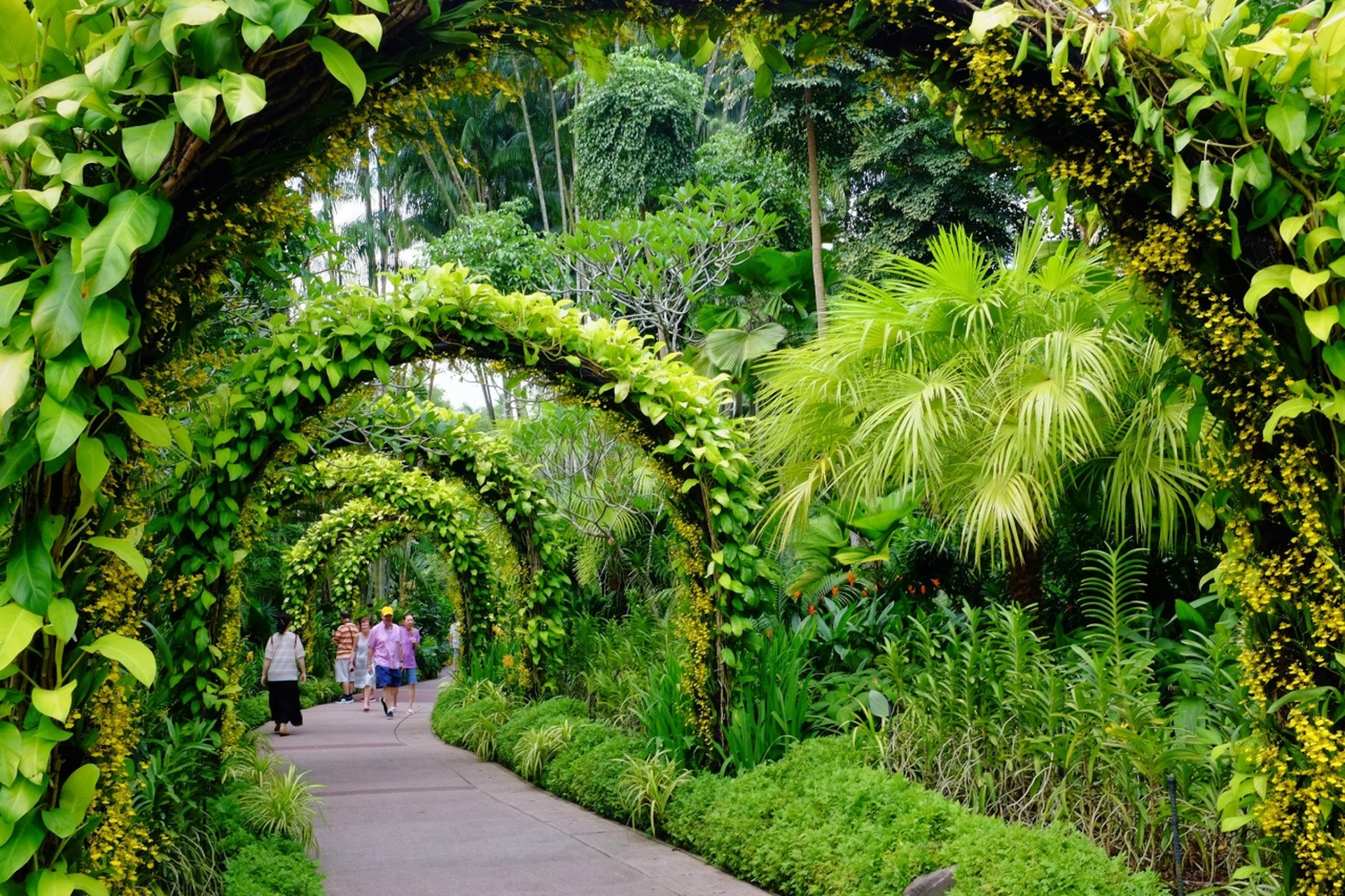 新加坡国家胡姬花园正在限时免费开放,这是一个绝佳的打卡,拍照