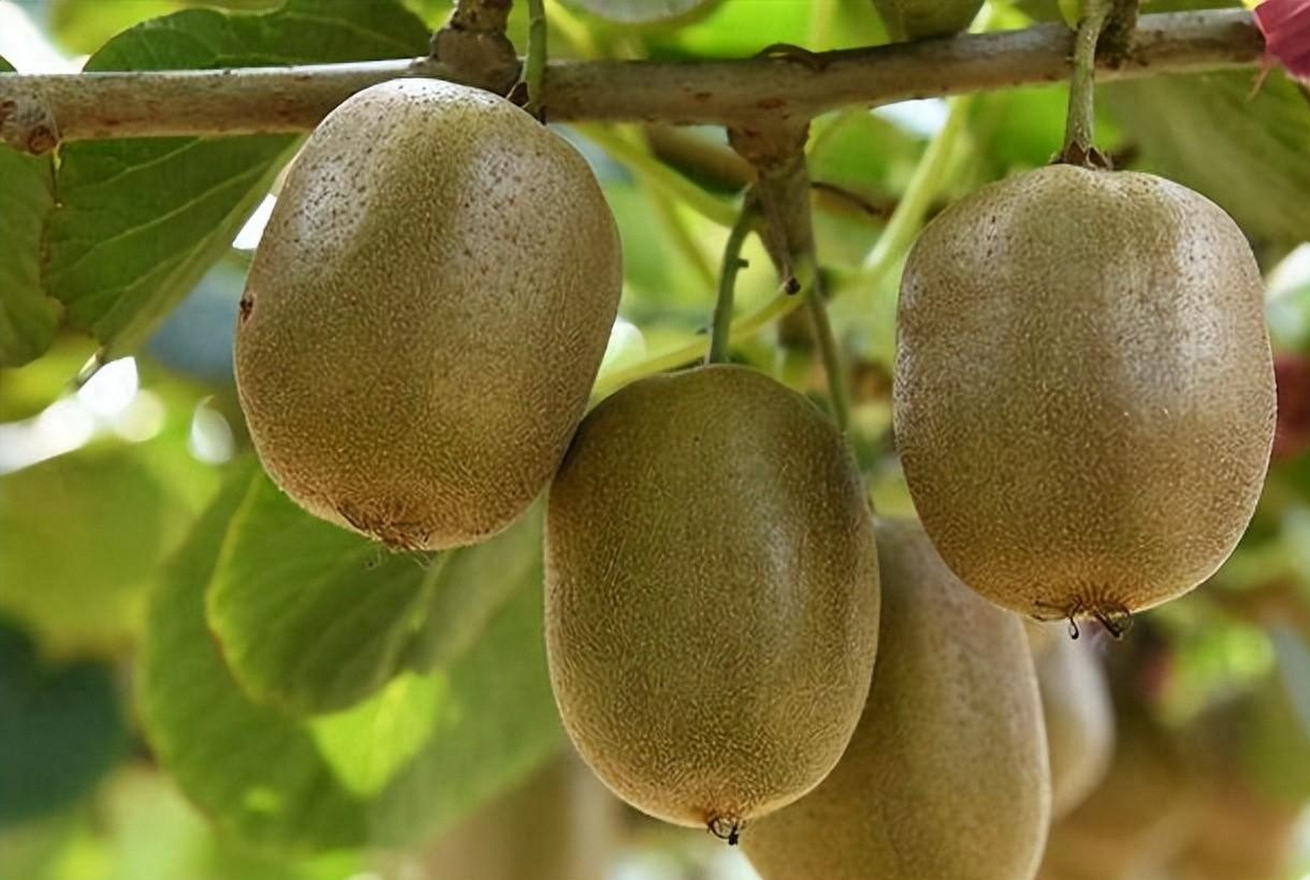 翠香和徐香猕猴桃各有特点,翠香果肉多汁,酸甜适中,抗病能力强;徐香