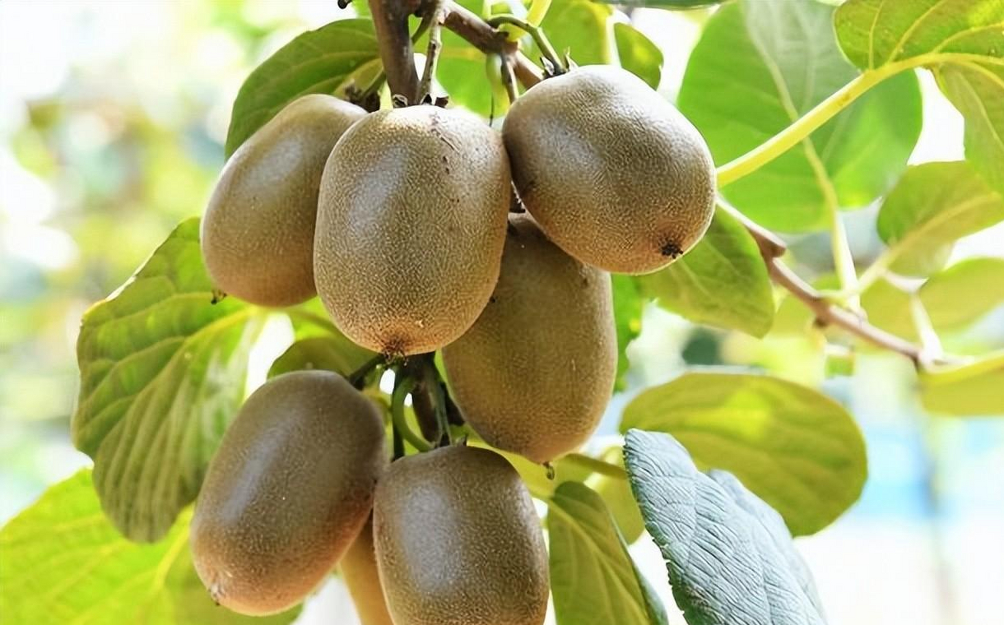 翠香和徐香猕猴桃各有特点,翠香果肉多汁,酸甜适中,抗病能力强;徐香