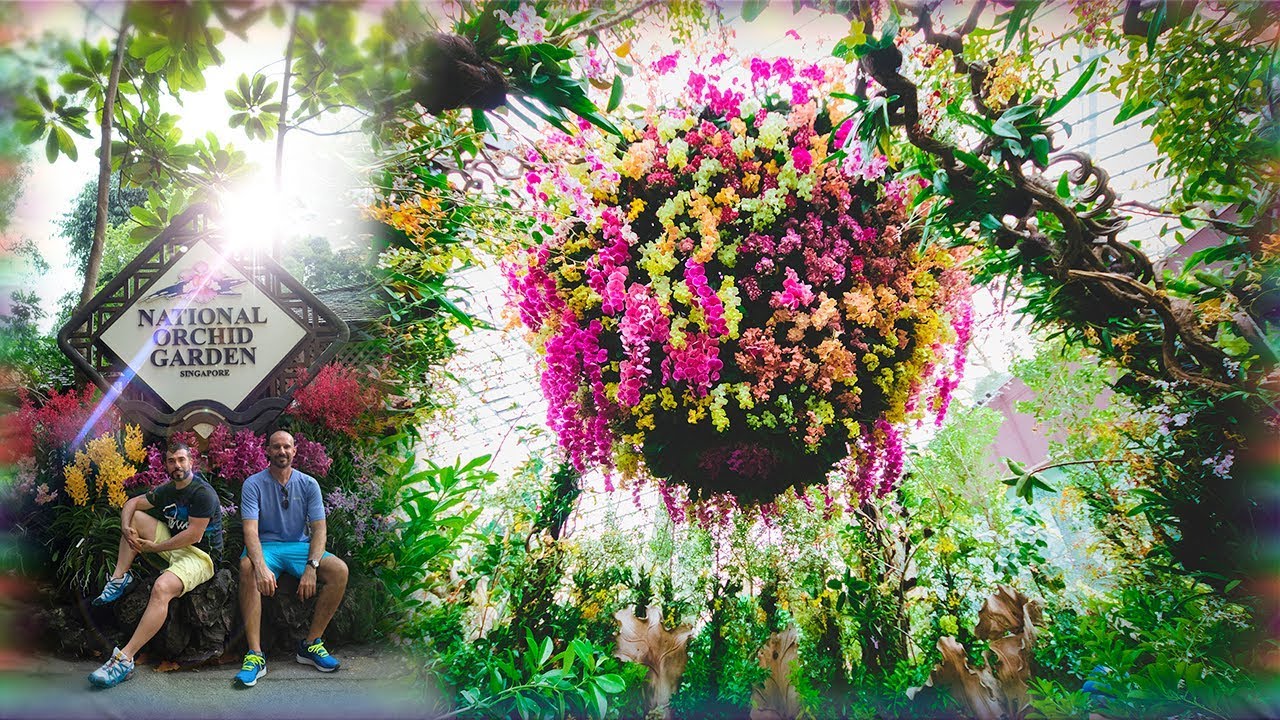 "新加坡国家胡姬花园:限时免费开放!