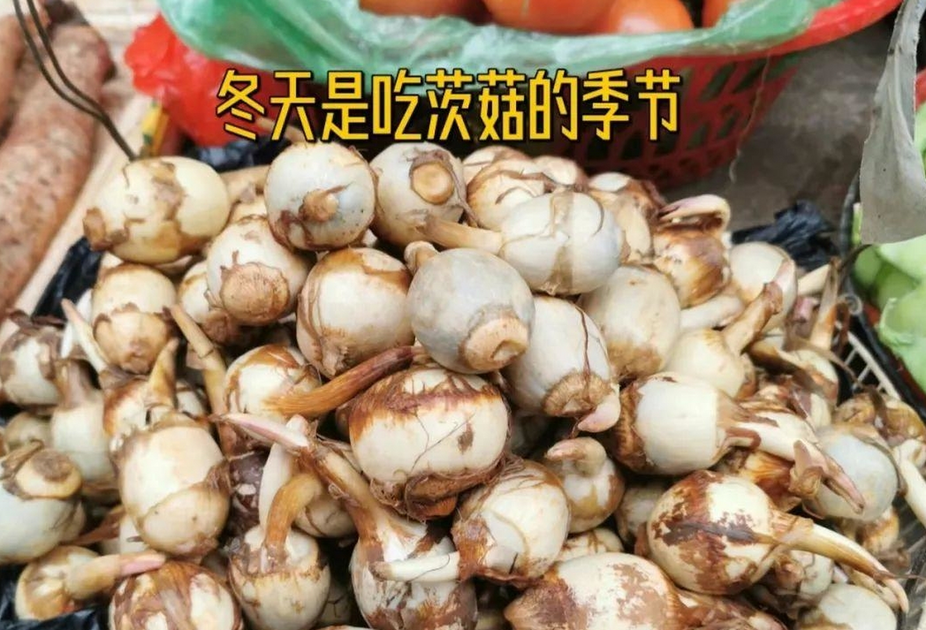 洪湖茨菇图片