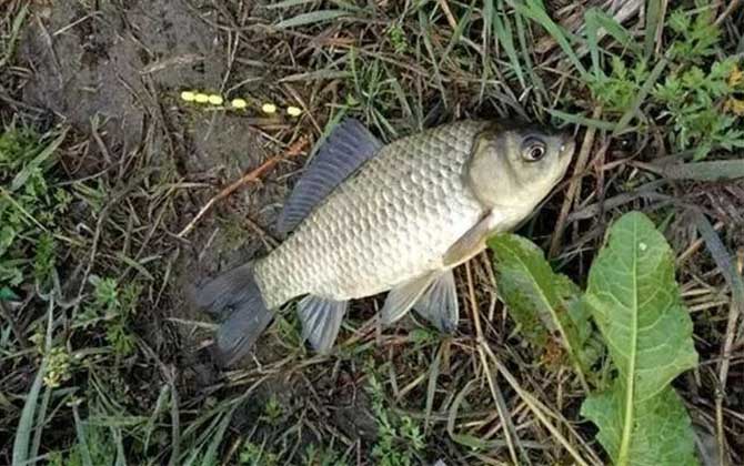 冬钓鲫鱼的妙招,让你在寒冷的季节也能享受钓鱼的乐趣