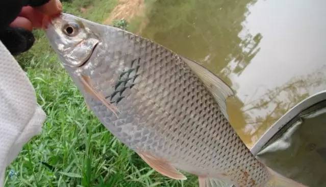 冬钓鲫鱼的妙招,让你在寒冷的季节也能享受钓鱼的乐趣