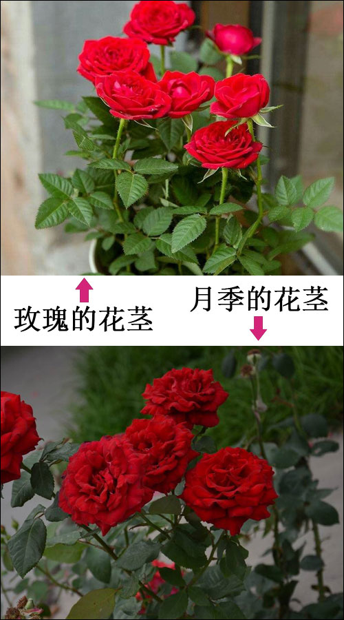 花海辨彩:探秘玫瑰与月季的独特之美