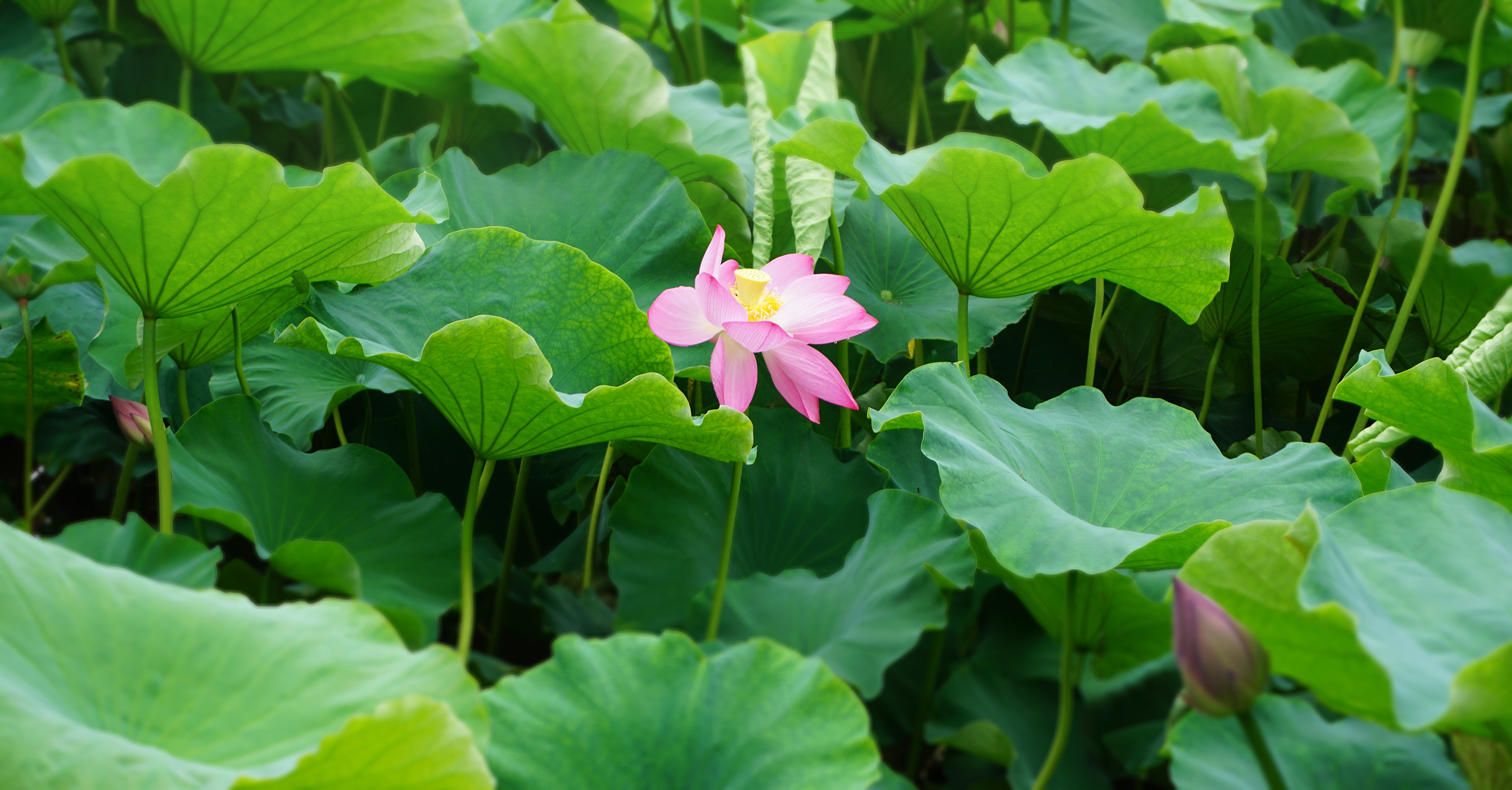 有丰富历史文化内涵,多种药用价值,你真的知道它的食用方法吗?
