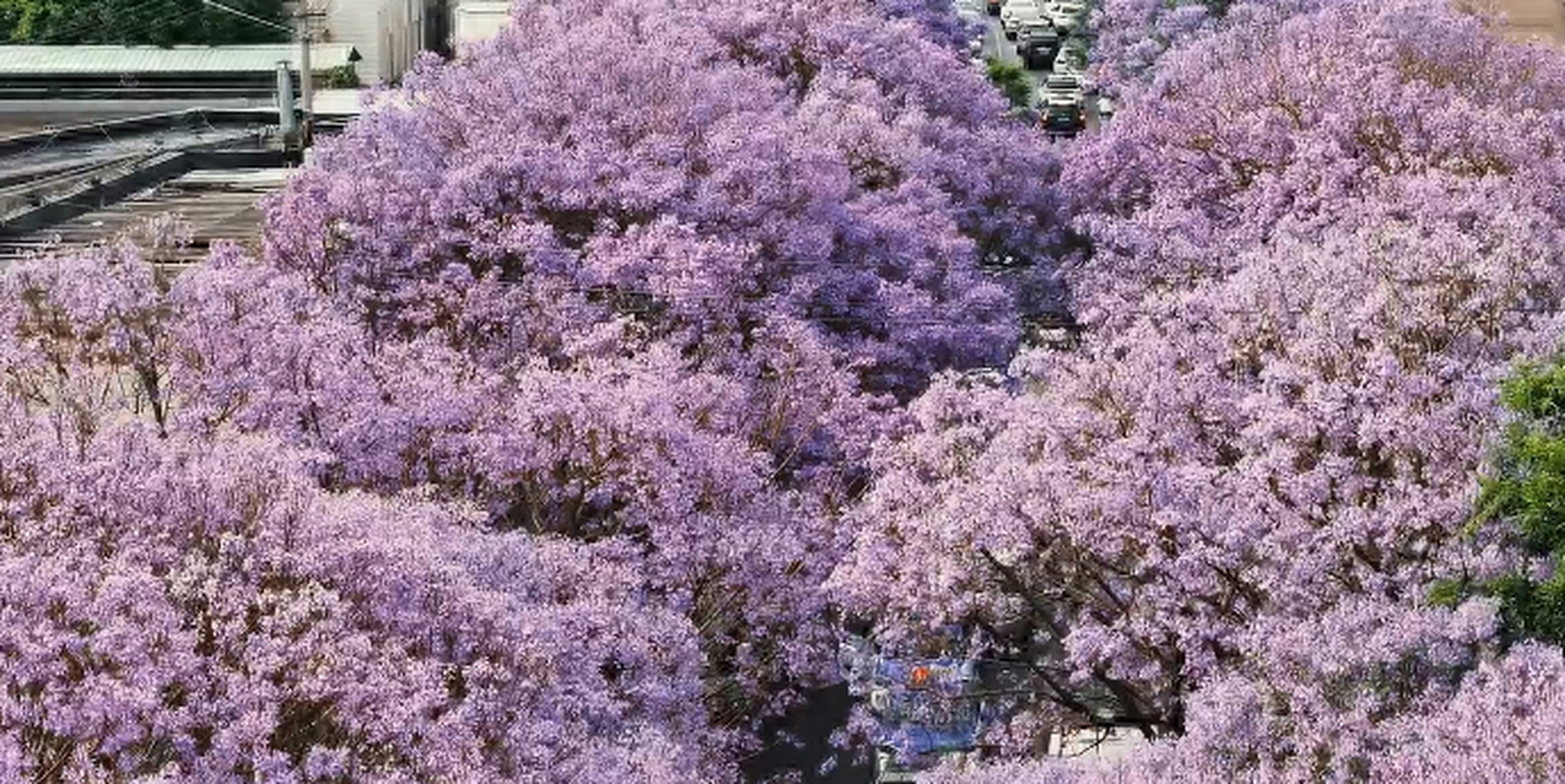 初夏时节,成都天府三街的蓝花楹绽放,吸引了网友目光.