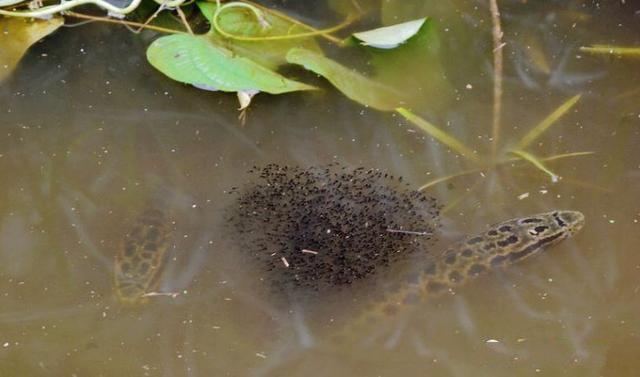 邕江黑鱼潮背后:放生与生态,善举需慎之又慎