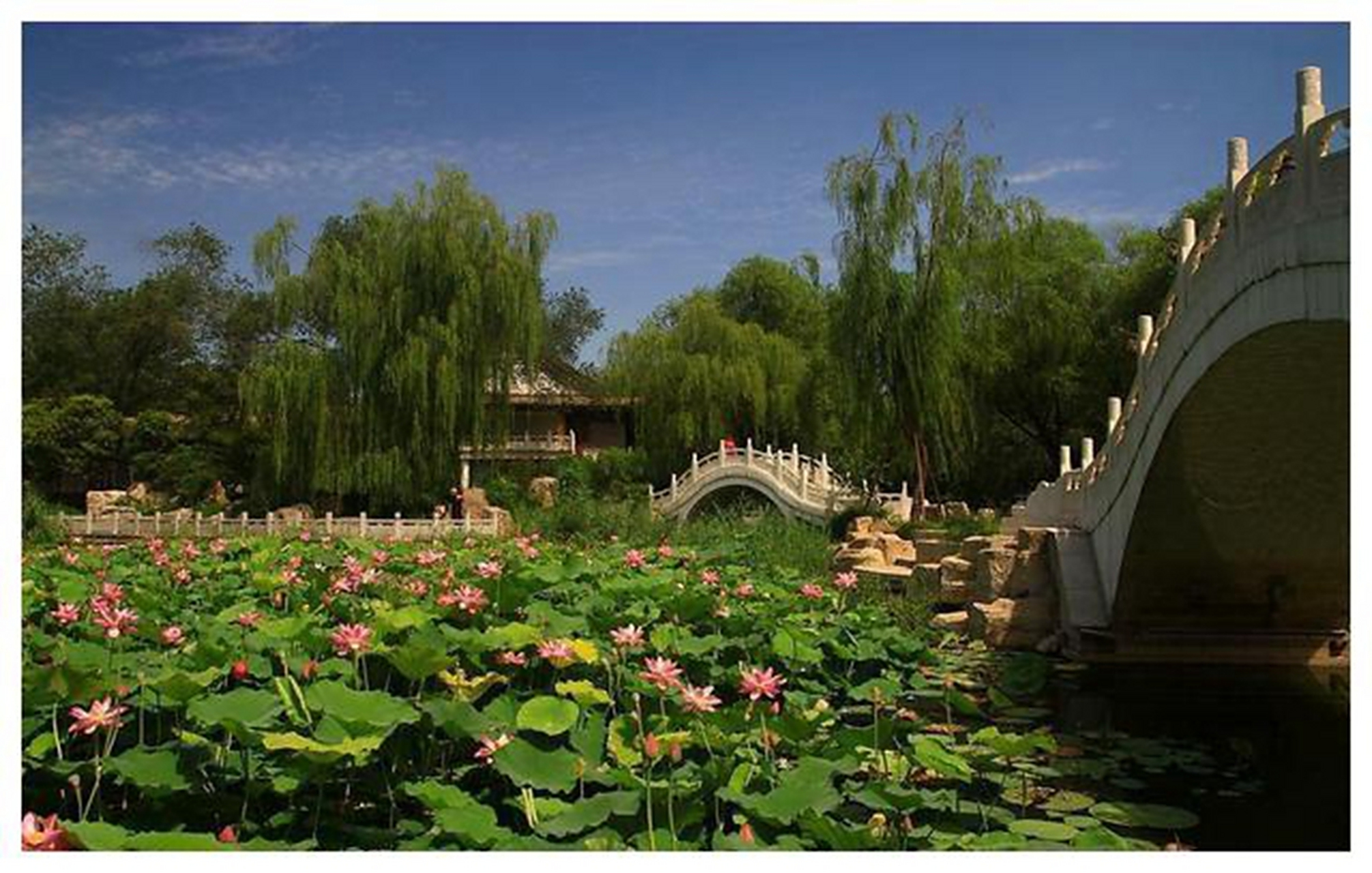 西沽公园是天津市红桥区的一处前身是农场的宝地,现已成为市民休闲的