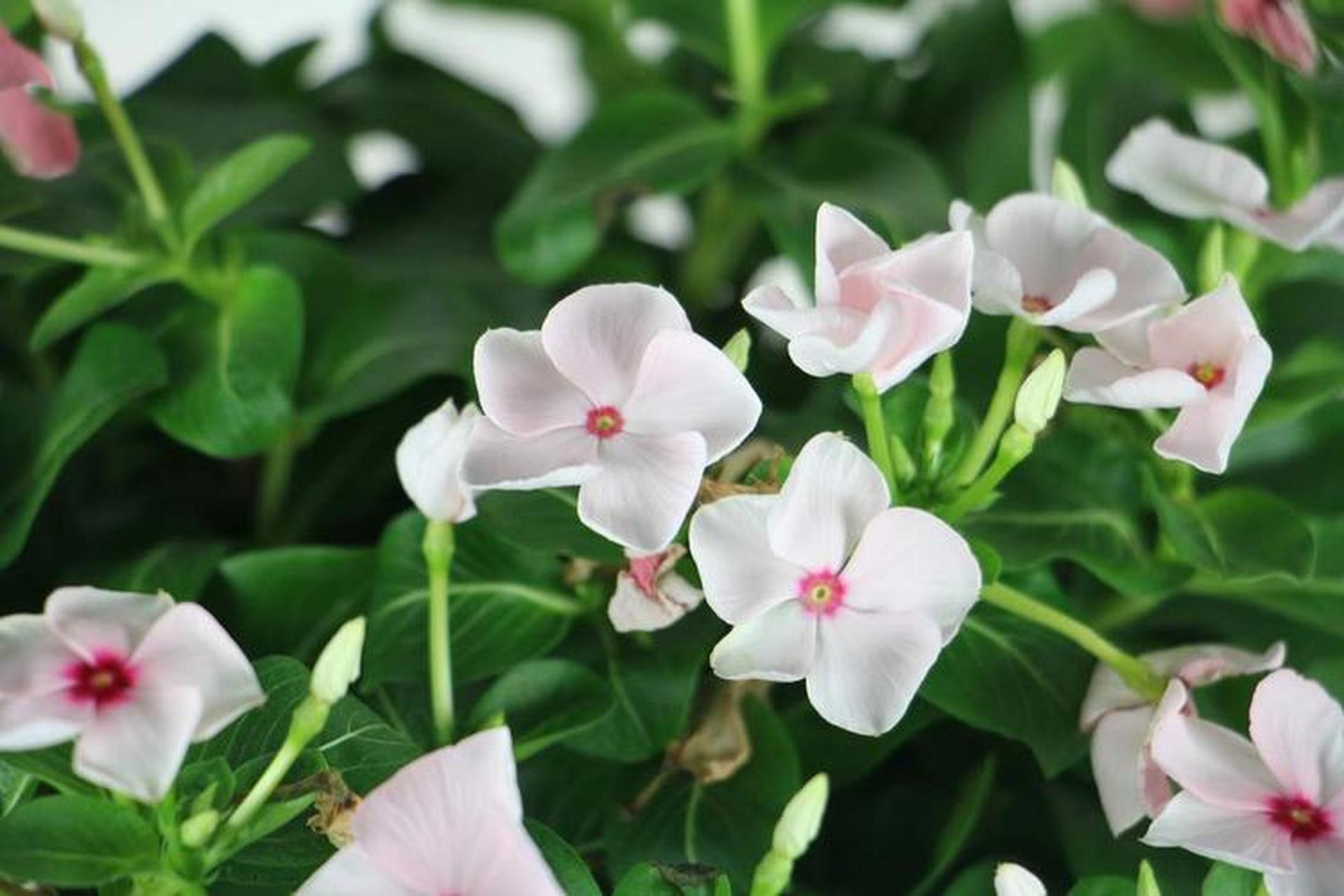 本文介绍了三种耐冷花卉:长春花,蝴蝶兰和雪山玫瑰,它们能在低温下