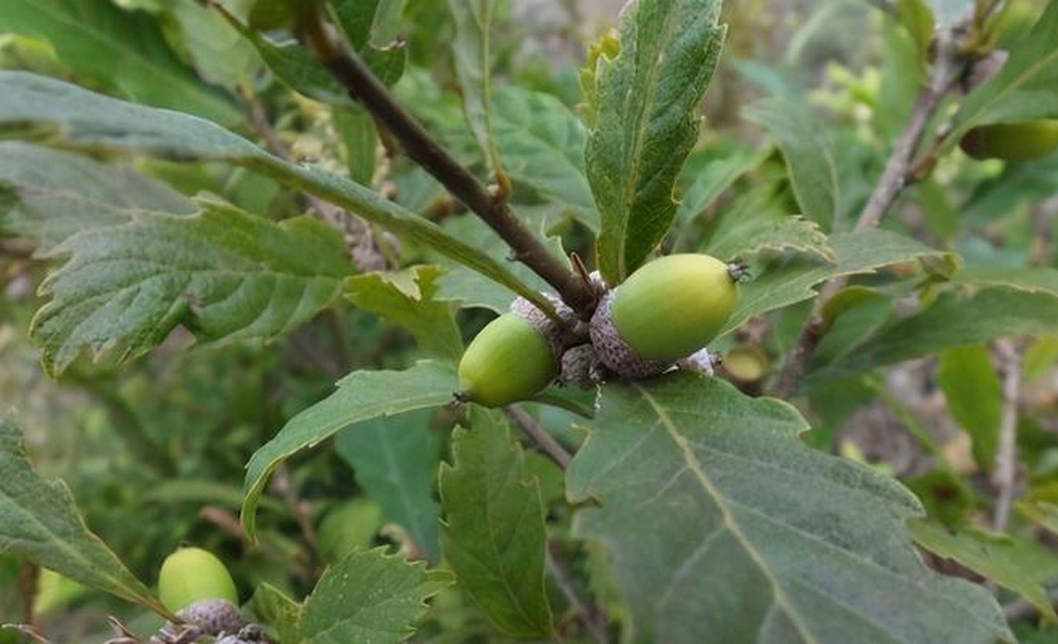 青冈果呈坚果形或椭圆形,成熟的青冈果屁股上包着坚硬的外皮,果脐突出