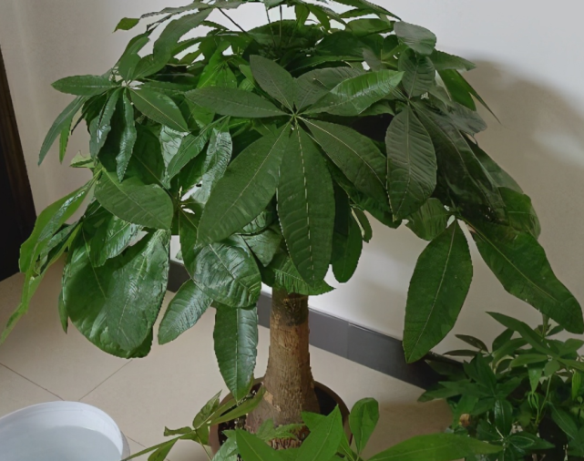 家里的2种植物,财神见了不请自来,越养越"富的流油"