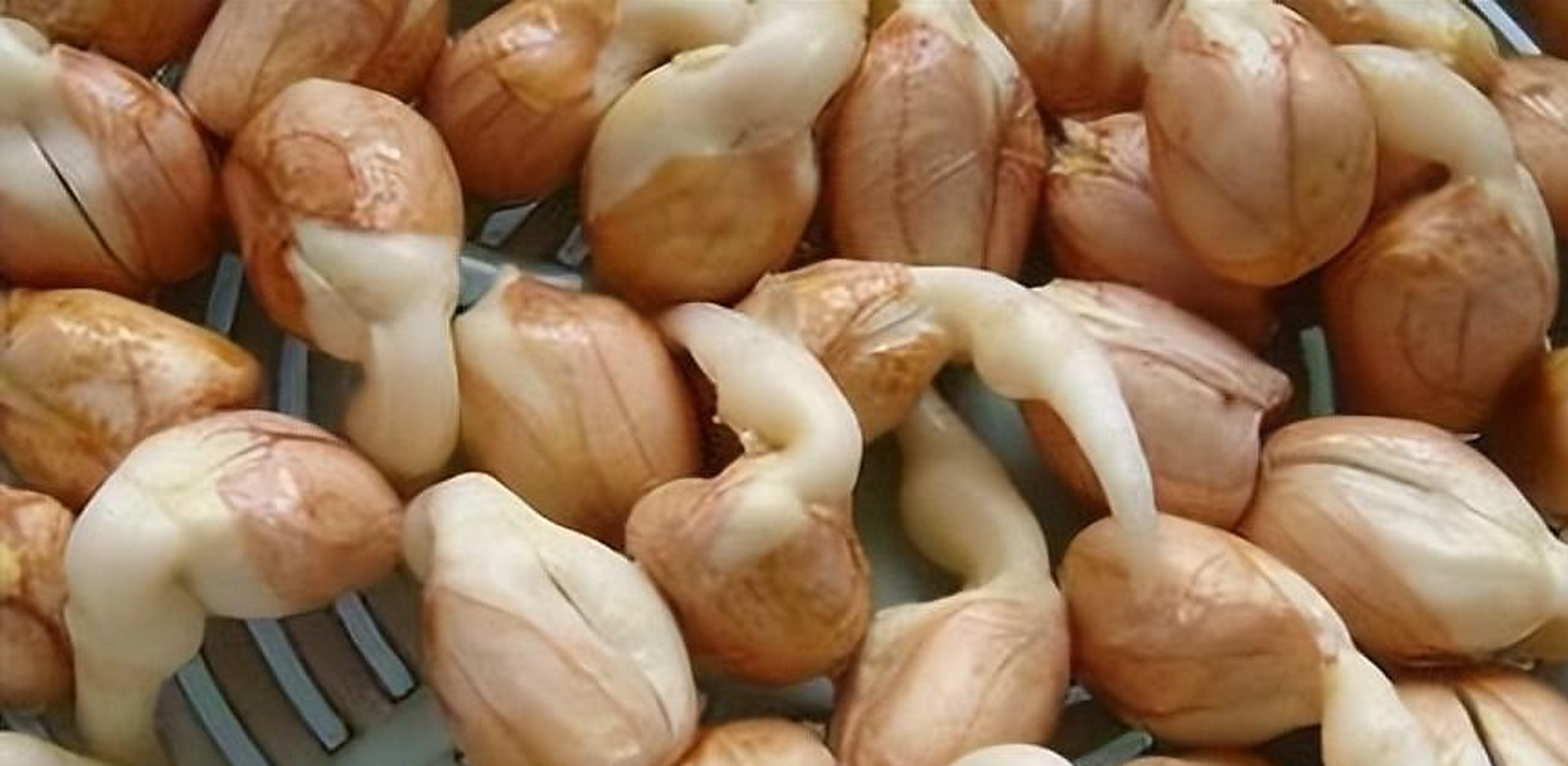 摘要: 花生芽曾被误认为有毒,如今成为受欢迎的食材.