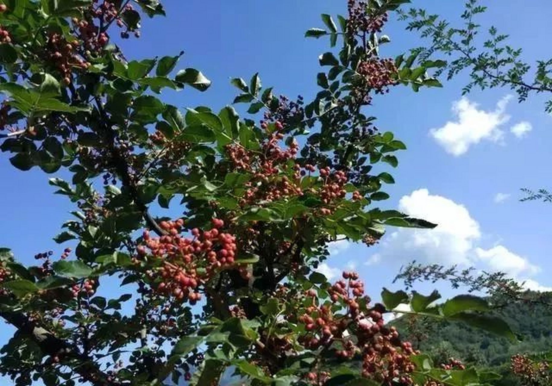 凤县"大红袍"花椒因其色泽鲜红,粒大,肉厚,形具"双耳",麻味悠久,清香