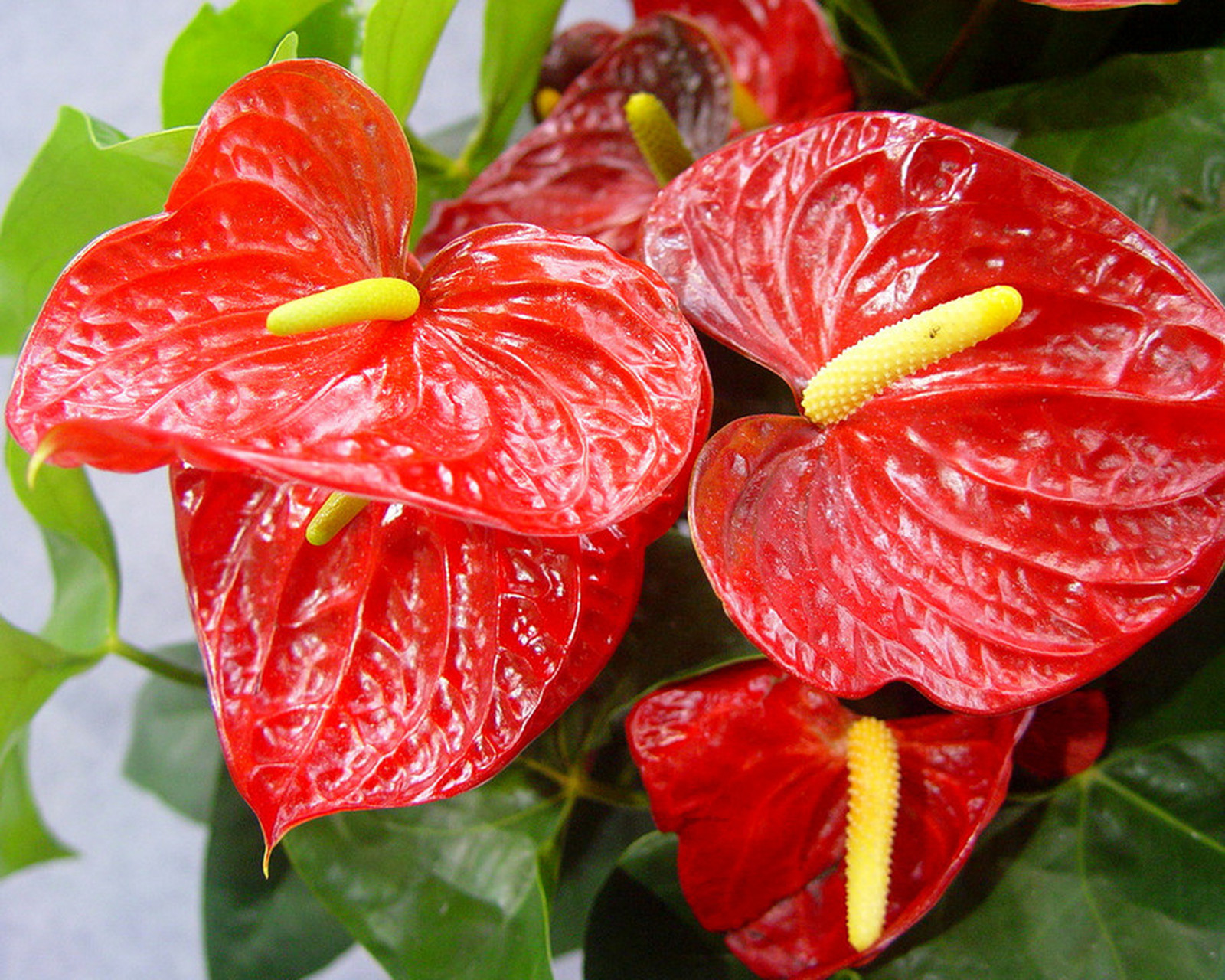 想要吉祥如意?往家里放!