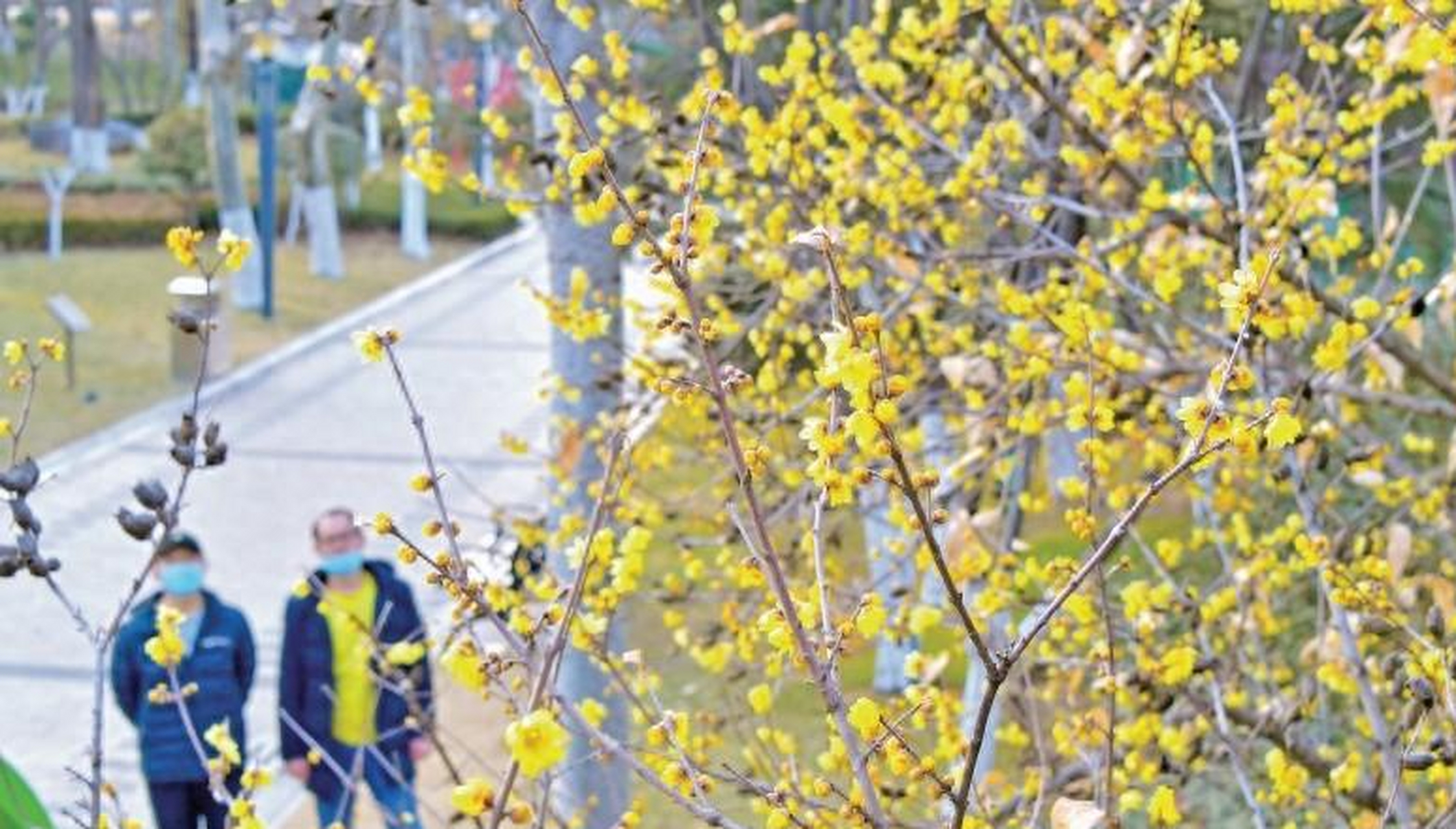 [原文:腊梅盛开,临沂迎来新时代.