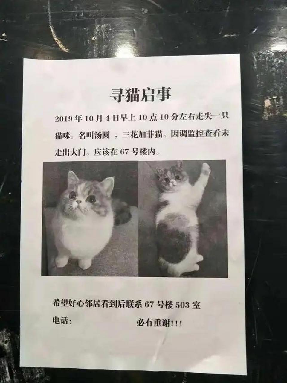 寻猫启示怎么写样板图片