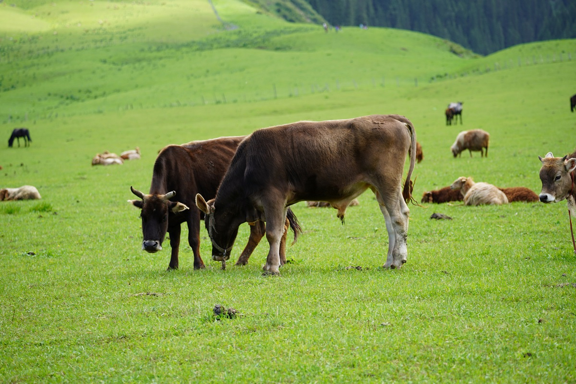 伊犁河谷是新疆褐牛的重要养殖基地,优越的地理环境,丰富的草场资源