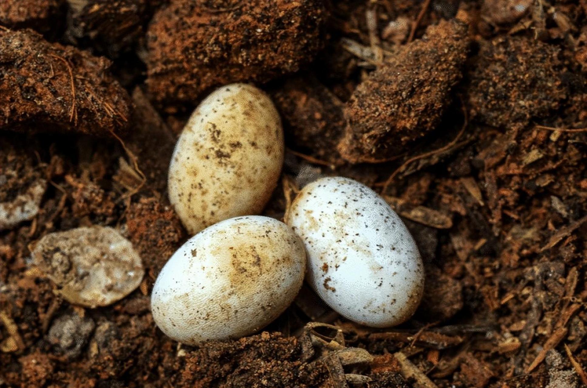 眼镜王蛇是保护动