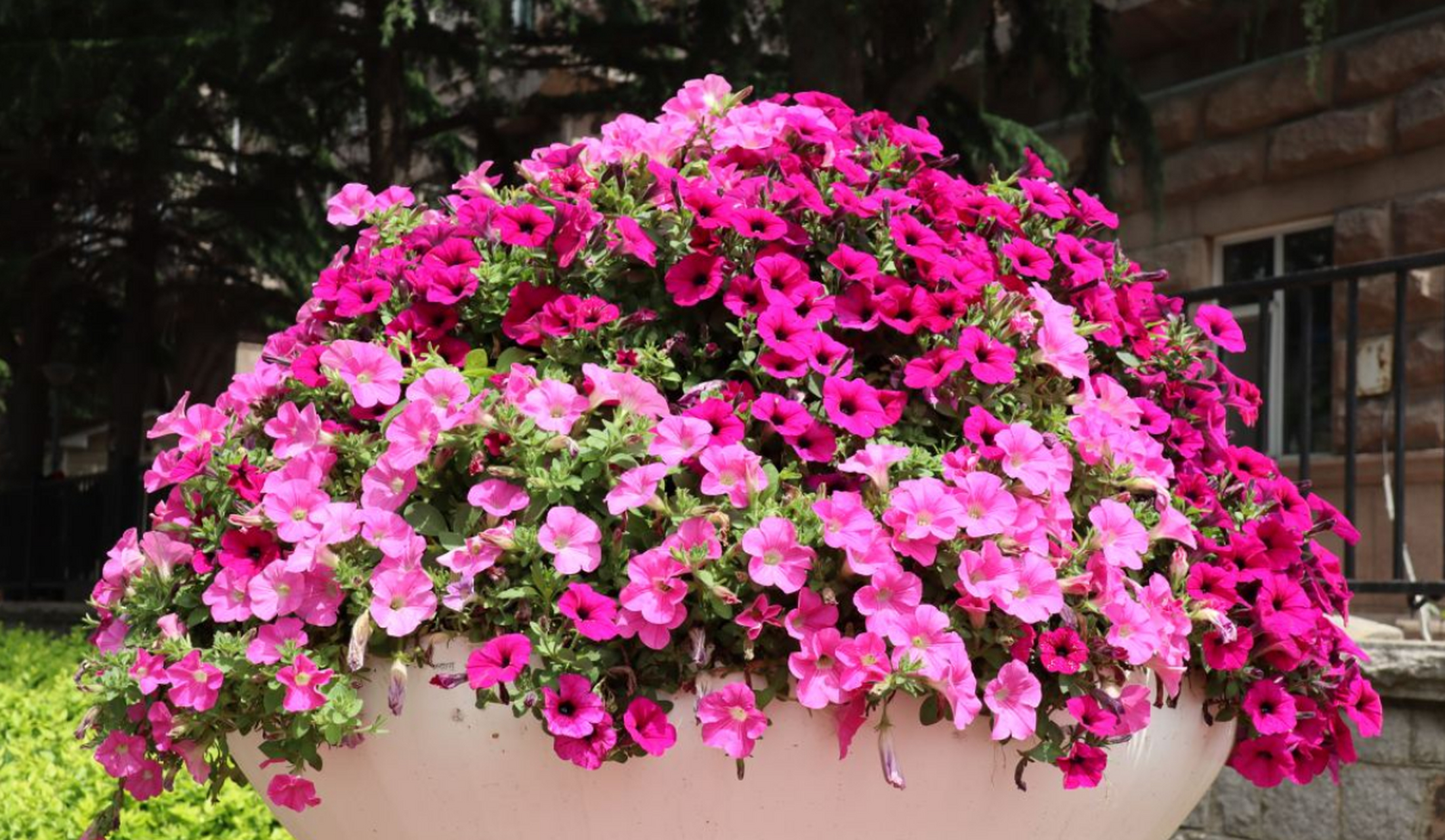 六种四季常开的花卉,扶桑花芬芳不断,长春花四季翠绿,小木槿淡雅婉约