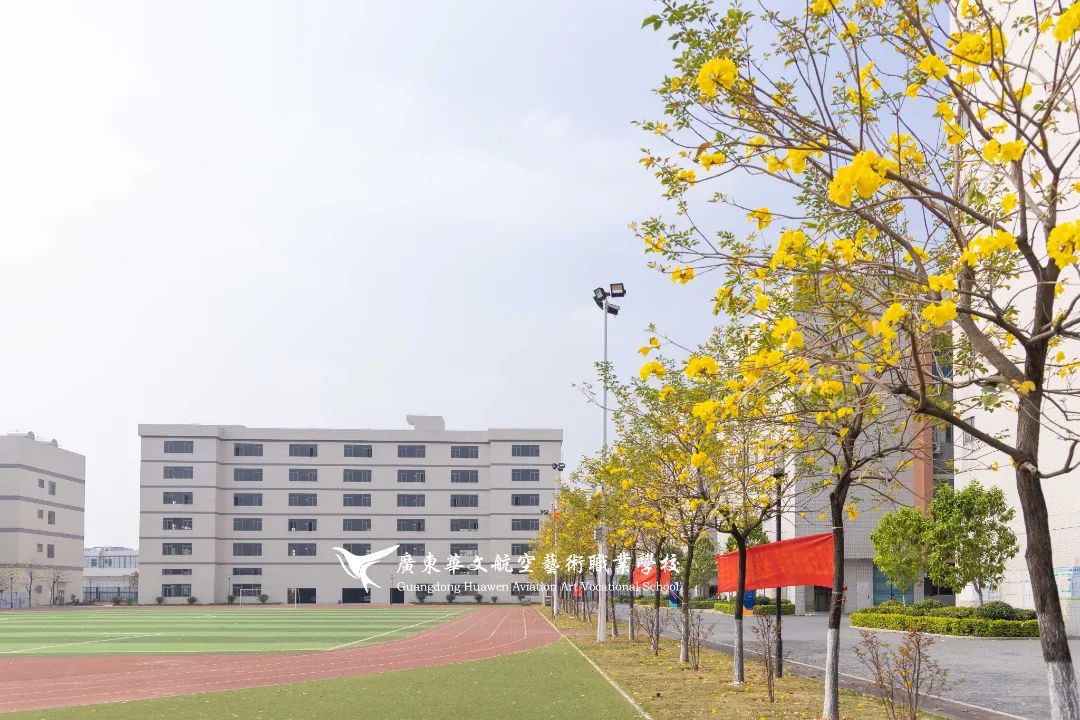 广东华文航空艺术职业学校里的黄花风铃,这个季节最美的风景线!