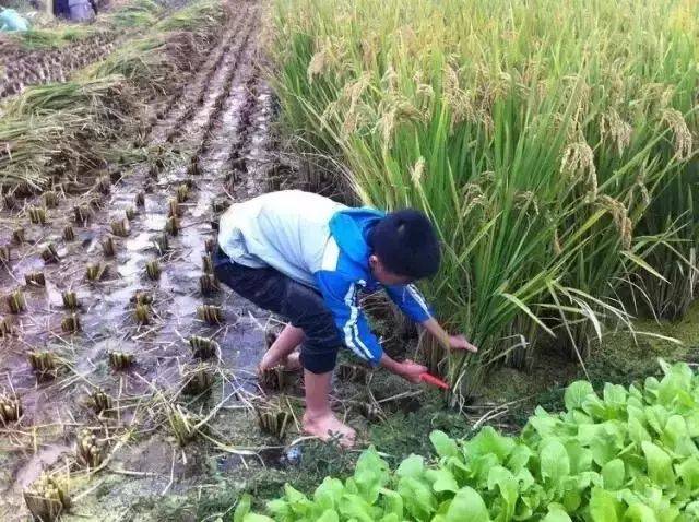 农村孩子干活图片图片