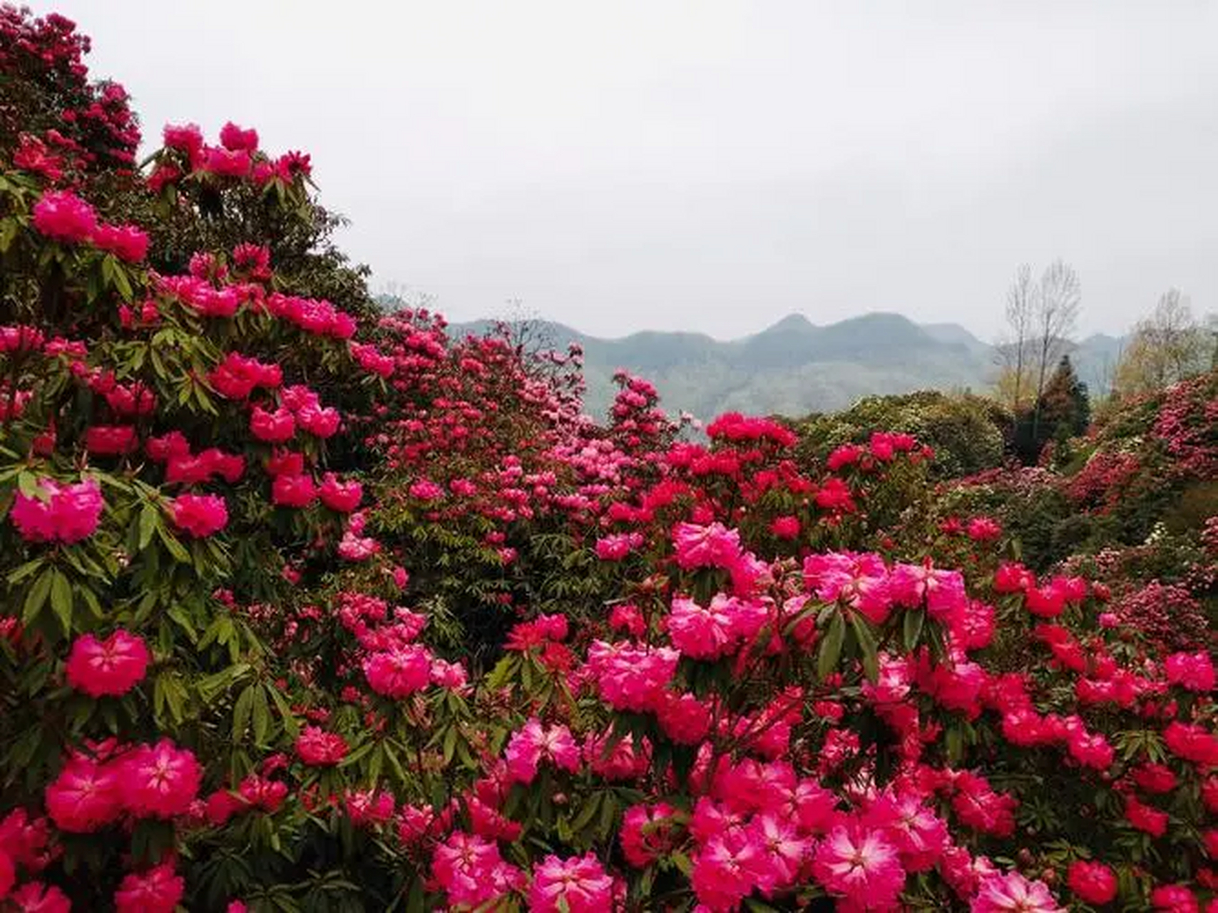 选择春天来黔西南,定能欣赏到绚丽的杜鹃花海.