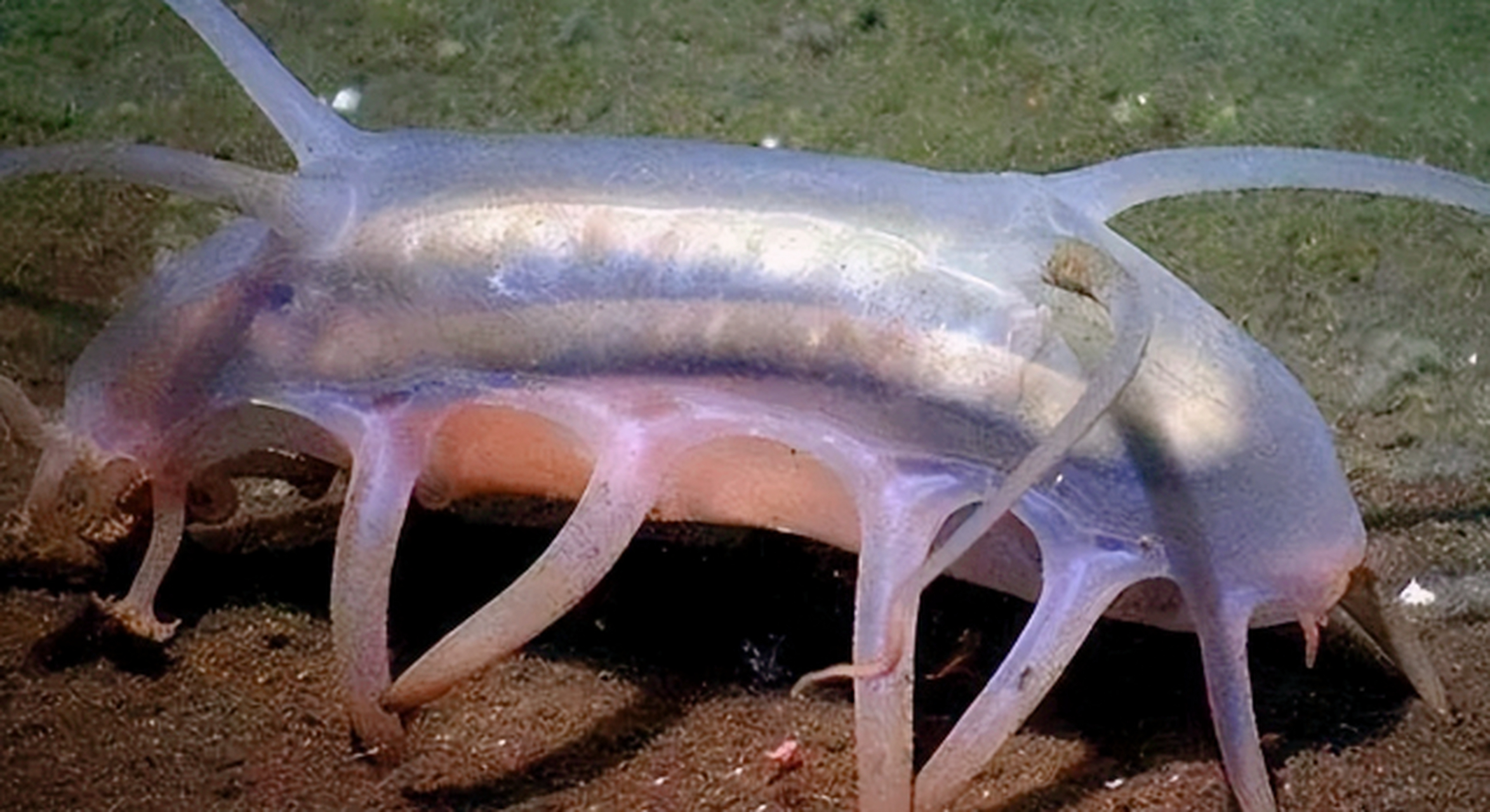 海猪是深海中的神秘生物,拥有独特的生存和防御能力,成为深海生态系统