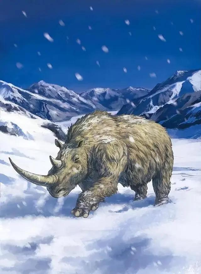 回顾:角有2米长生活在青藏的巨型长毛犀牛,被人类消灭了?