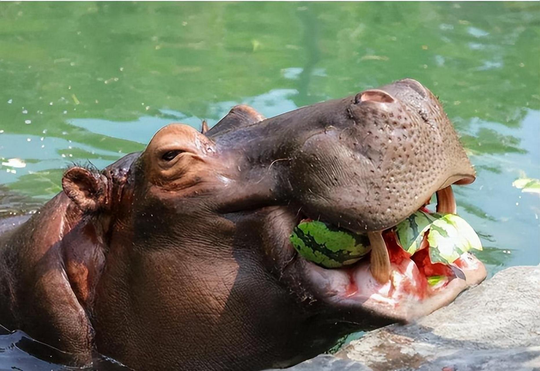 河马在非洲大陆以庞大憨厚形象著称,但其粪便对河流生态造成严重影响.